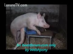 A pig bonks a man and grabs the enjoyment of fuck